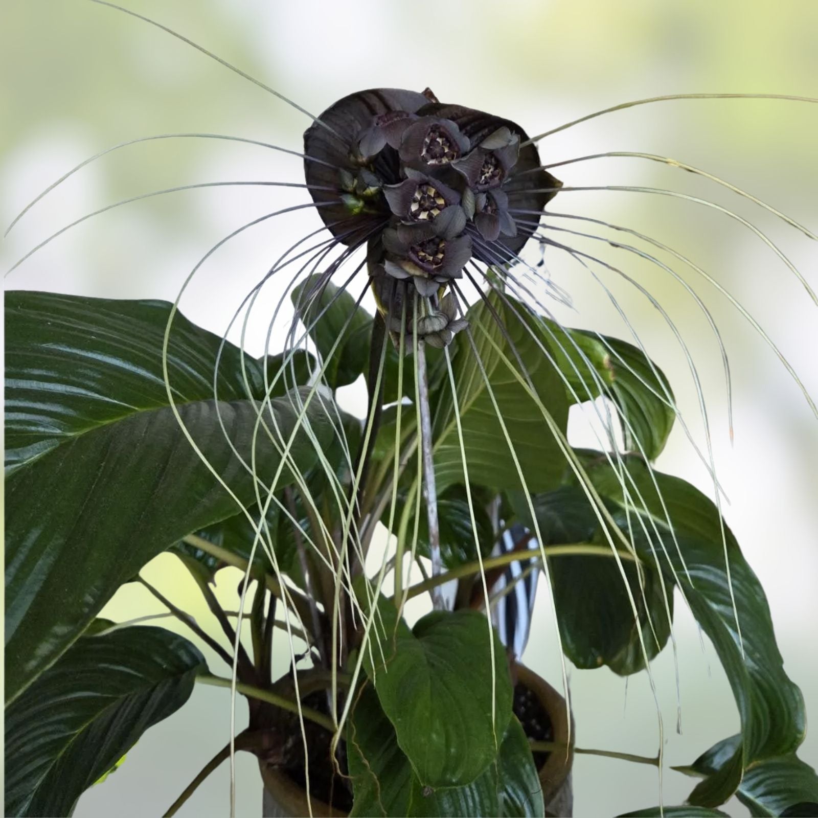 Black Bat Flower Plant Tacca chantrieri Small Rooted Starter Exotic Indoor Houseplant