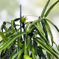Rooted Israeli Yellow Dragon Fruit Cutting Hylocereus megalanthus 8-10 inch live plant, pitaya, starter plant, houseplant