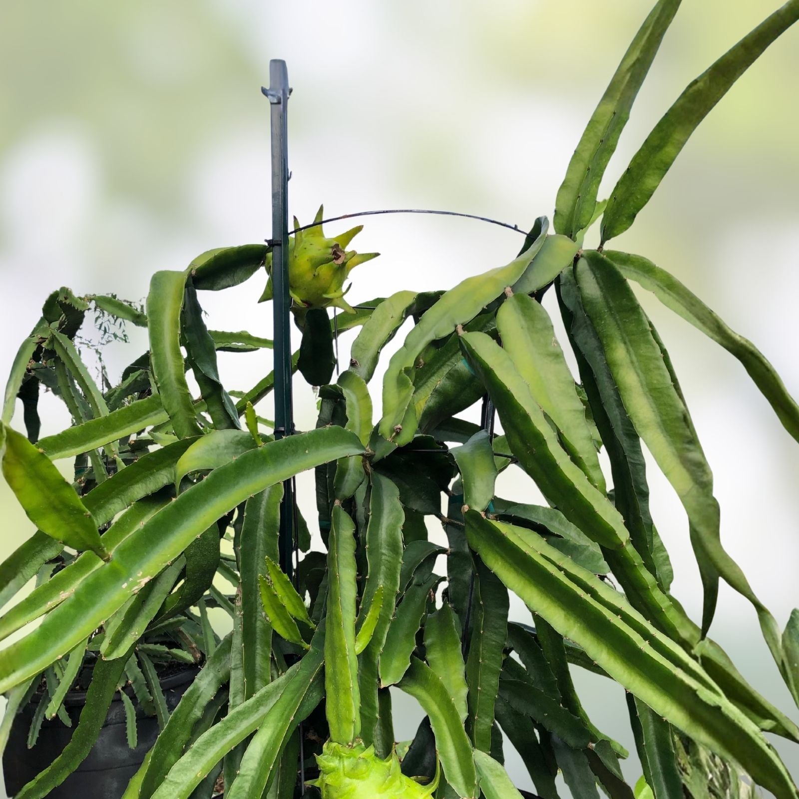 Rooted Israeli Yellow Dragon Fruit Cutting Hylocereus megalanthus 8-10 inch live plant, pitaya, starter plant, houseplant
