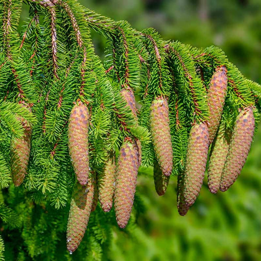 Norway Spruce Seeds 50 Count – Evergreen Conifer Picea Abies Tree Starter Plants for Gardening and Landscaping