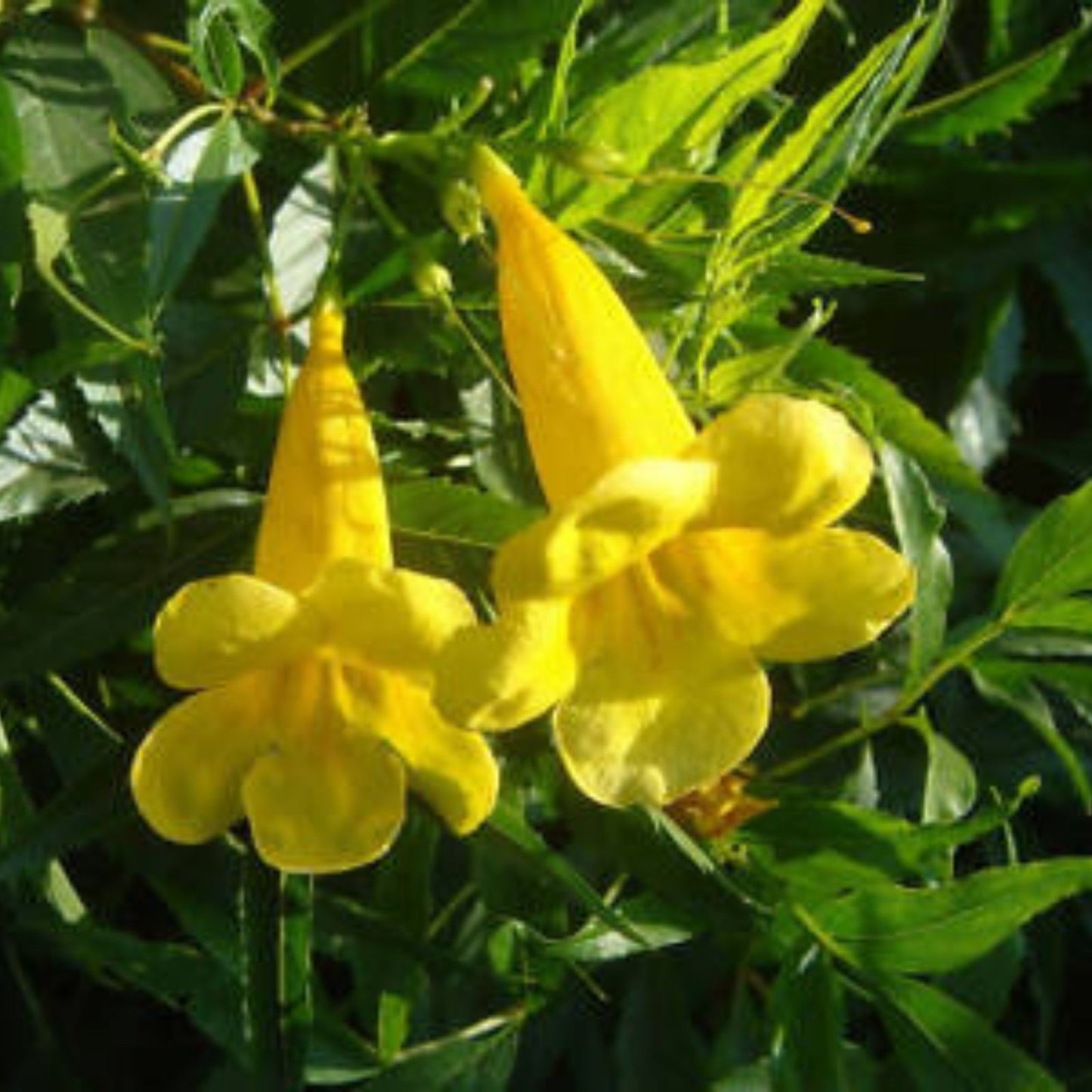 Organic Esperanza Seeds Yellow Bells Tecoma Stans Live Plant Cutting Bare Root Starter Houseplant 25+ Seeds