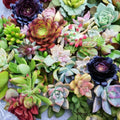 Succulent Cuttings Mix 10 Assorted Varieties Live Plant for Home Decor Planting Arrangements