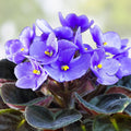 Variegated African Violet Plant Cuttings, Mini Trailing Saintpaulia, Houseplant, Live Starter Plant, Indoor Garden