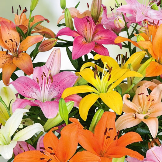 Mixed Color Lily Bulbs - Perennial Flower Bulbs for Garden Landscape, Lilium spp., Fast Shipping
