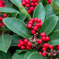 Deciduous Holly Live Plant Set of 2 Ilex decidua Bare Root Red Berries Zones 5-9 Houseplant Garden Plant
