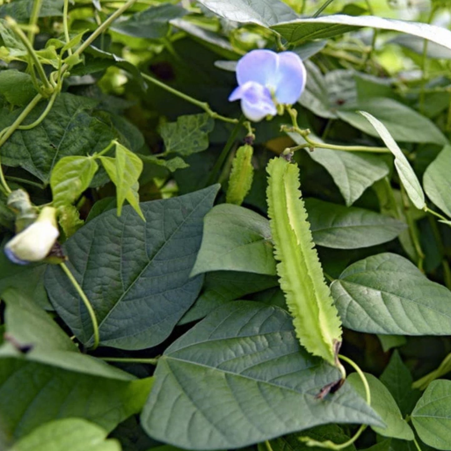 Winged Bean Seeds 10 Pack | Edible Asian Vegetable | Psophocarpus tetragonolobus | Live Seed Starter for Planting