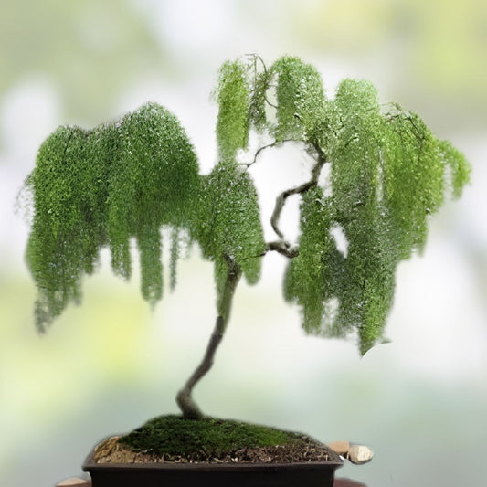 Live Dwarf Australian Weeping Willow Bonsai Tree - Indoor Outdoor Salix babylonica 'Crispa' Starter Plant