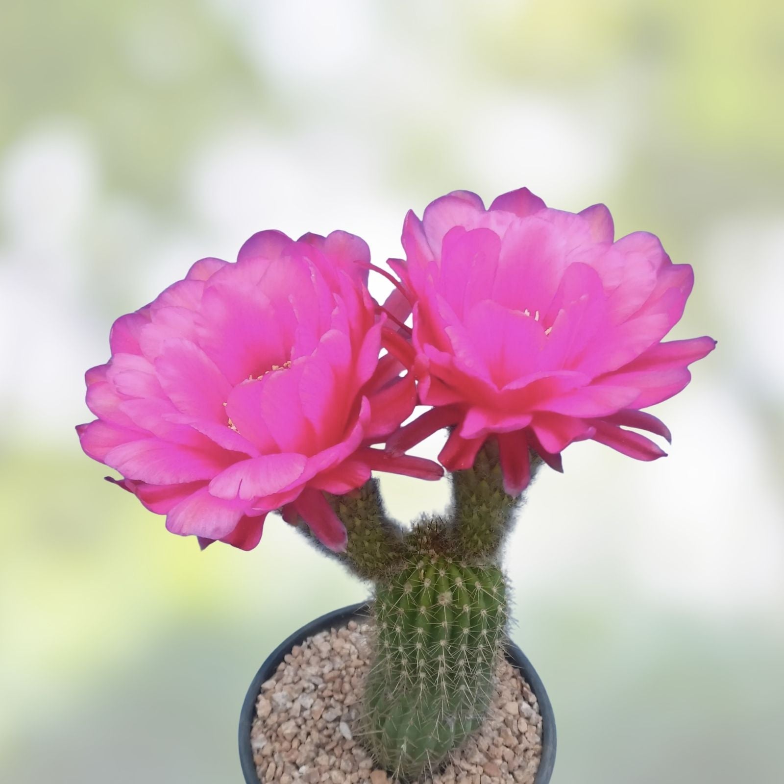Echinopsis 'Gary Brandfeller' Lavender Cactus Succulent 5" Pot with Pup, Houseplant, Hybrid, Unique Starter Plant