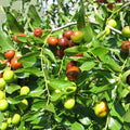 Taiwan Green Jujube Tree Graft Cutting 10" Ziziphus jujuba Fruit Tree Live Plant Juicy Sweet Houseplant