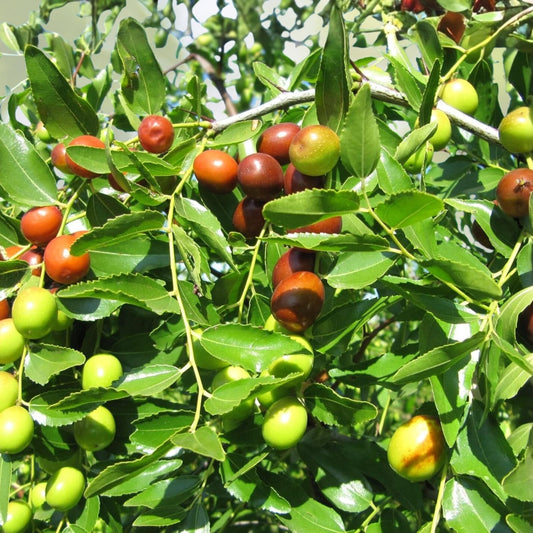 Taiwan Green Jujube Tree Graft Cutting 10" Ziziphus jujuba Fruit Tree Live Plant Juicy Sweet Houseplant