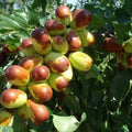 Jujube Tree Cuttings 8" Thin Redlands Grafting Scion Wood Ziziphus jujuba - In Stock