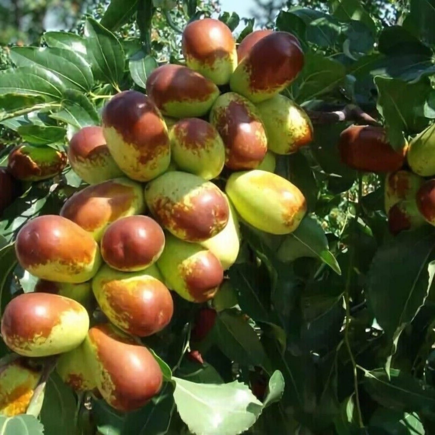 Jujube Tree Cuttings 8" Thin Redlands Grafting Scion Wood Ziziphus jujuba - In Stock