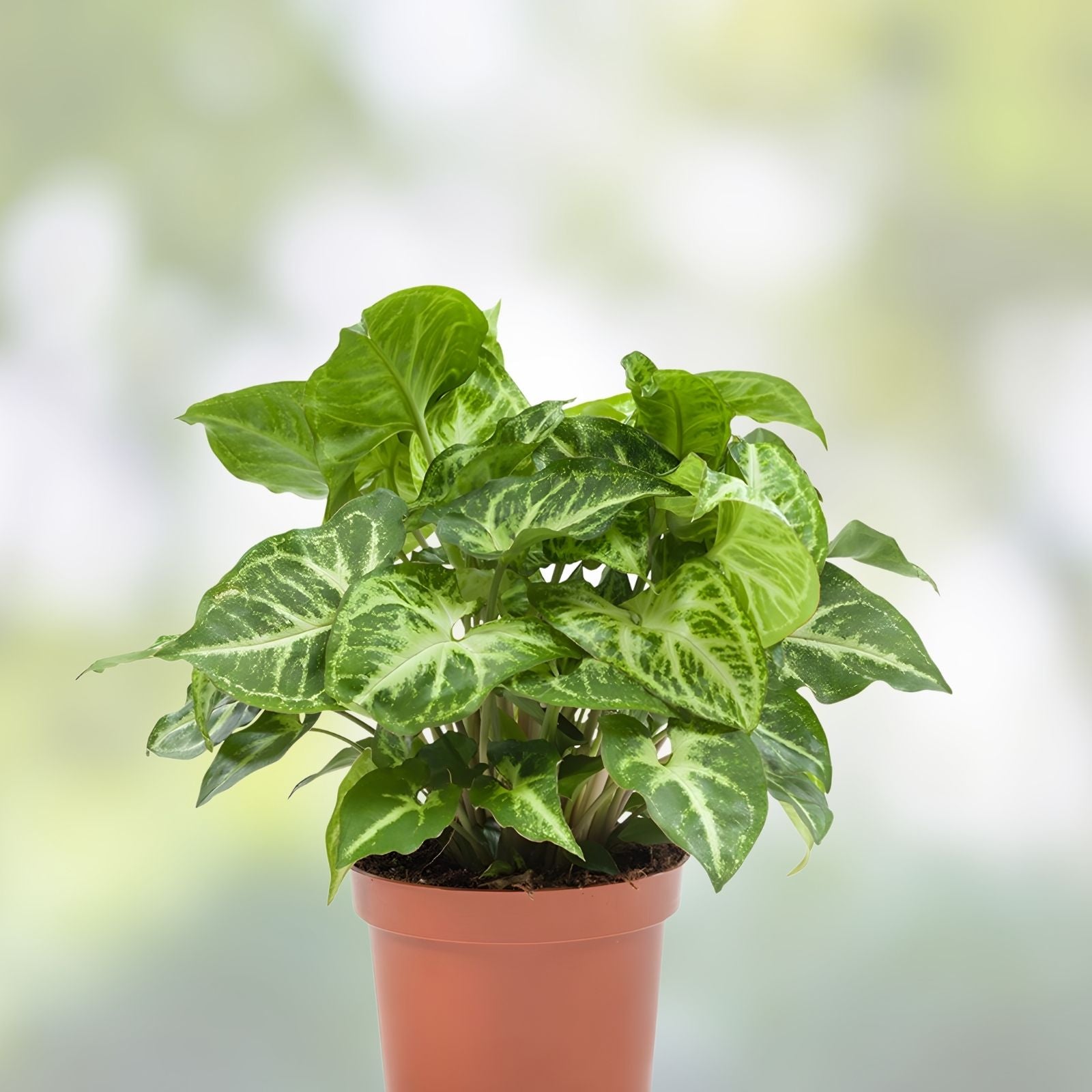 Syngonium Podophyllum Cutting Arrowhead Plant Live Indoor Houseplant Greenery for Home Office