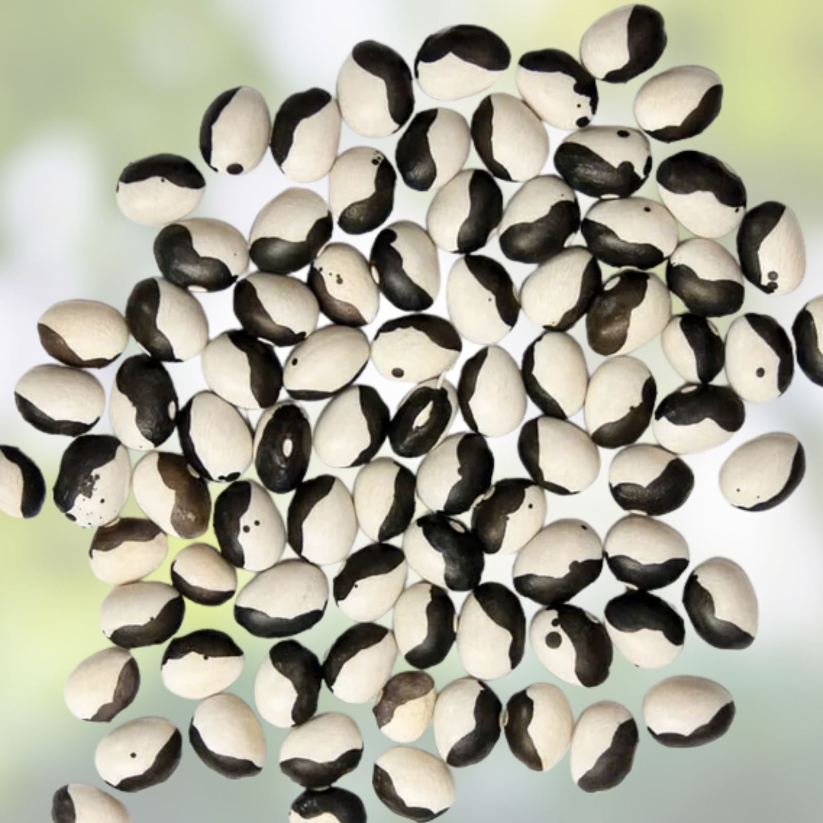 Baobab Tree Seeds 5 Pack - Adansonia digitata Tropical Drought Tolerant Ornamental Seeds for Growing, Rare, Unique Plant
