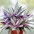 Variegated Oyster Plant 4" Indoor Houseplant, Tradescantia spathacea tricolor, Rhoeo 'Tricolor' with colorful foliage