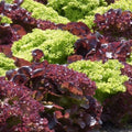 Lettuce Seeds Heirloom Red Leaf Lolla Rosa Non-GMO Vegetable Seed 25+ Starter Plant, Houseplant, Cutting