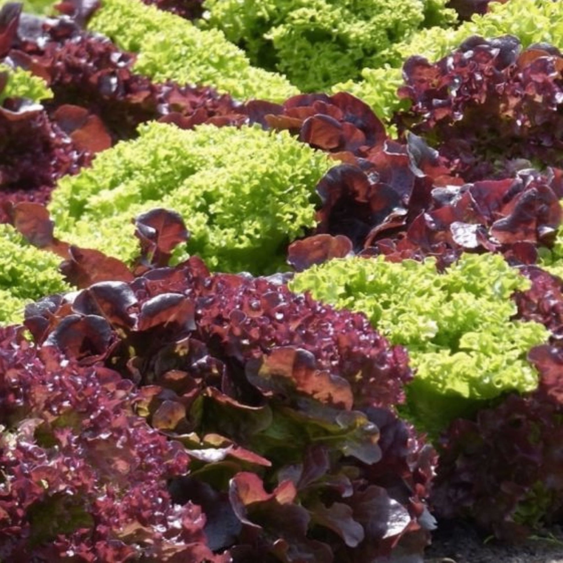 Lettuce Seeds Heirloom Red Leaf Lolla Rosa Non-GMO Vegetable Seed 25+ Starter Plant, Houseplant, Cutting