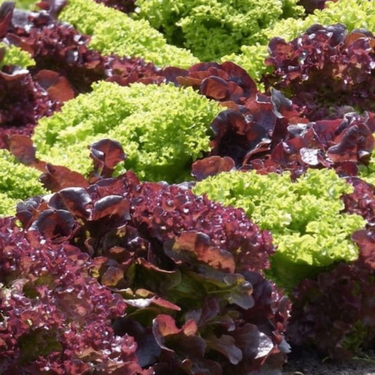 Lettuce Seeds Heirloom Red Leaf Lolla Rosa Non-GMO Vegetable Seed 25+ Starter Plant, Houseplant, Cutting