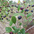 Farkleberry Tree Cuttings Vaccinium arboreum Rare Organic Live Plant for Gardening Landscaping