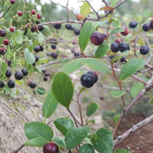Farkleberry Tree Cuttings Vaccinium arboreum Rare Organic Live Plant for Gardening Landscaping