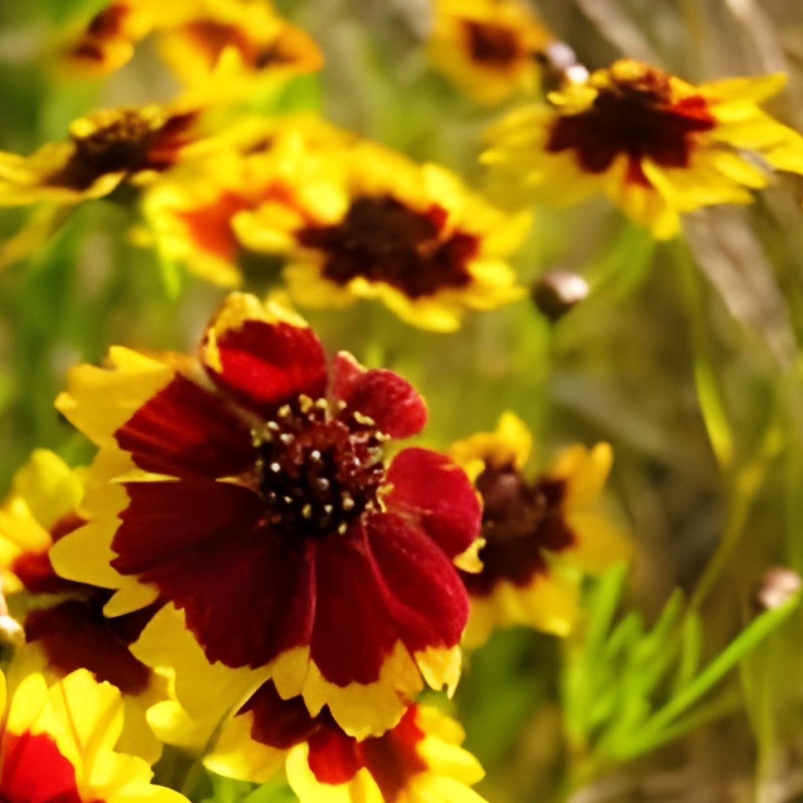 Coreopsis Seeds 100 Count Plains Tall Bright Yellow Perennial Flower Seeds Garden Plant Starter