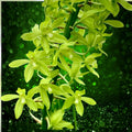 Grammatophyllum scriptum citrinum Lemon Green Fragrant Orchid Plant Bulb Root Live Houseplant Cutting