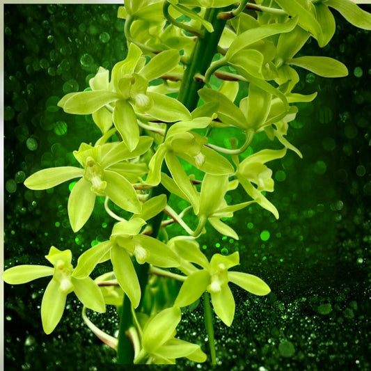 Grammatophyllum scriptum citrinum Lemon Green Fragrant Orchid Plant Bulb Root Live Houseplant Cutting