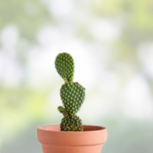 Miniature Prickly Pear Cactus Opuntia Succulent Live Plant for Home Office Easy Care Rooted Plant
