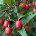 Goumi Cuttings 6 Pack Edible Red Fruits Permaculture Plant Elaeagnus multiflora Live Starter Plant