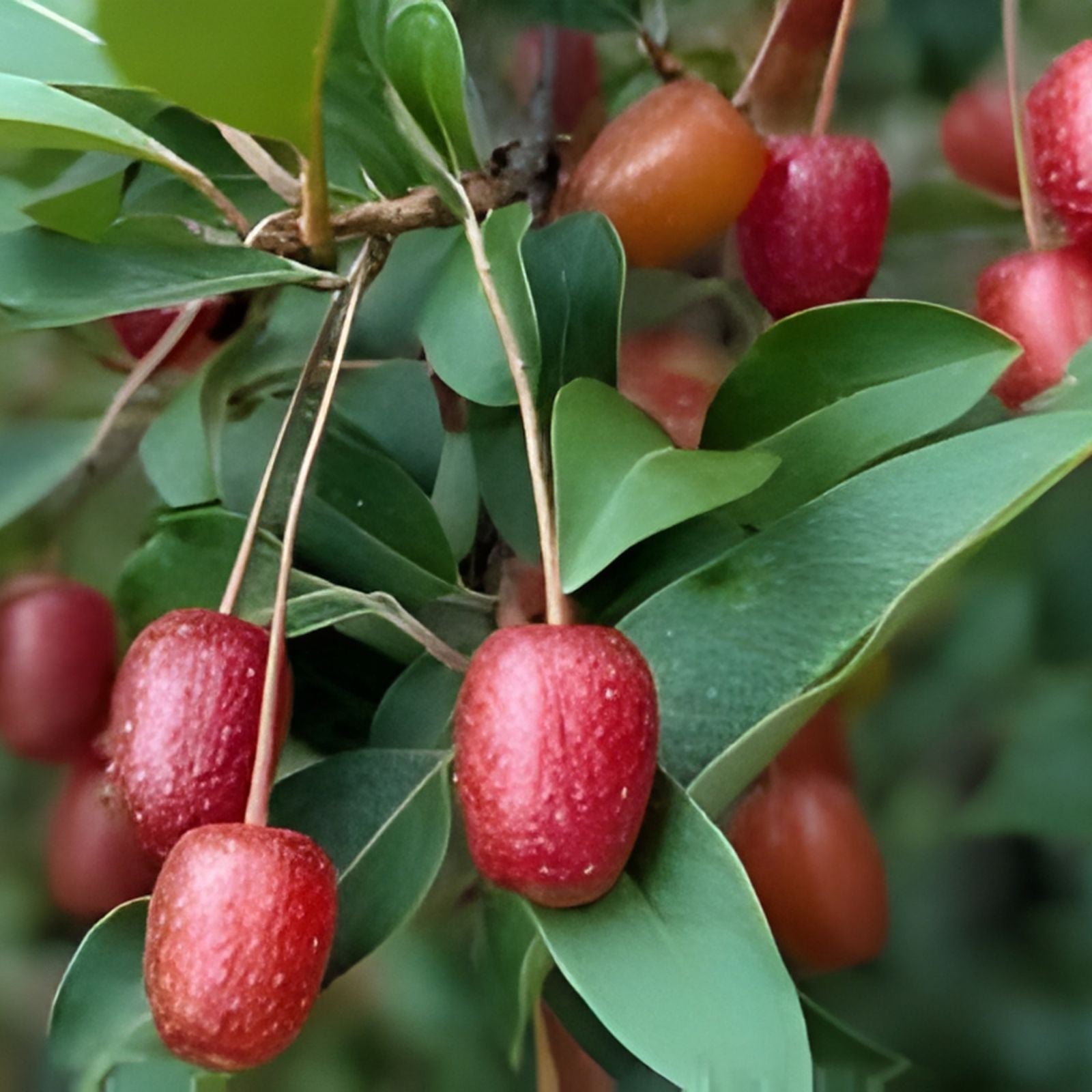 Goumi Cuttings 6 Pack Edible Red Fruits Permaculture Plant Elaeagnus multiflora Live Starter Plant
