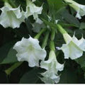 Brugmansia suaveolens Seeds, White Angel's Trumpet, Tropical Flowering Plant, Perennial Garden Seeds, Live Plant or Cutting