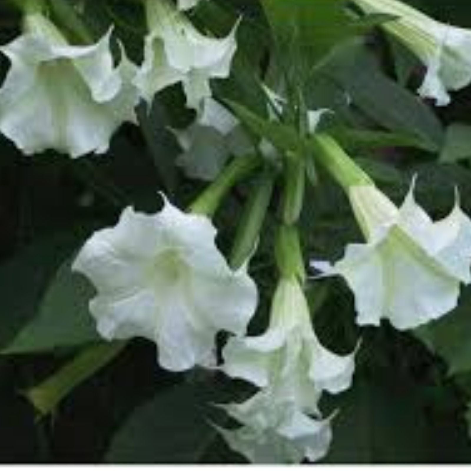 Brugmansia suaveolens Seeds, White Angel's Trumpet, Tropical Flowering Plant, Perennial Garden Seeds, Live Plant or Cutting