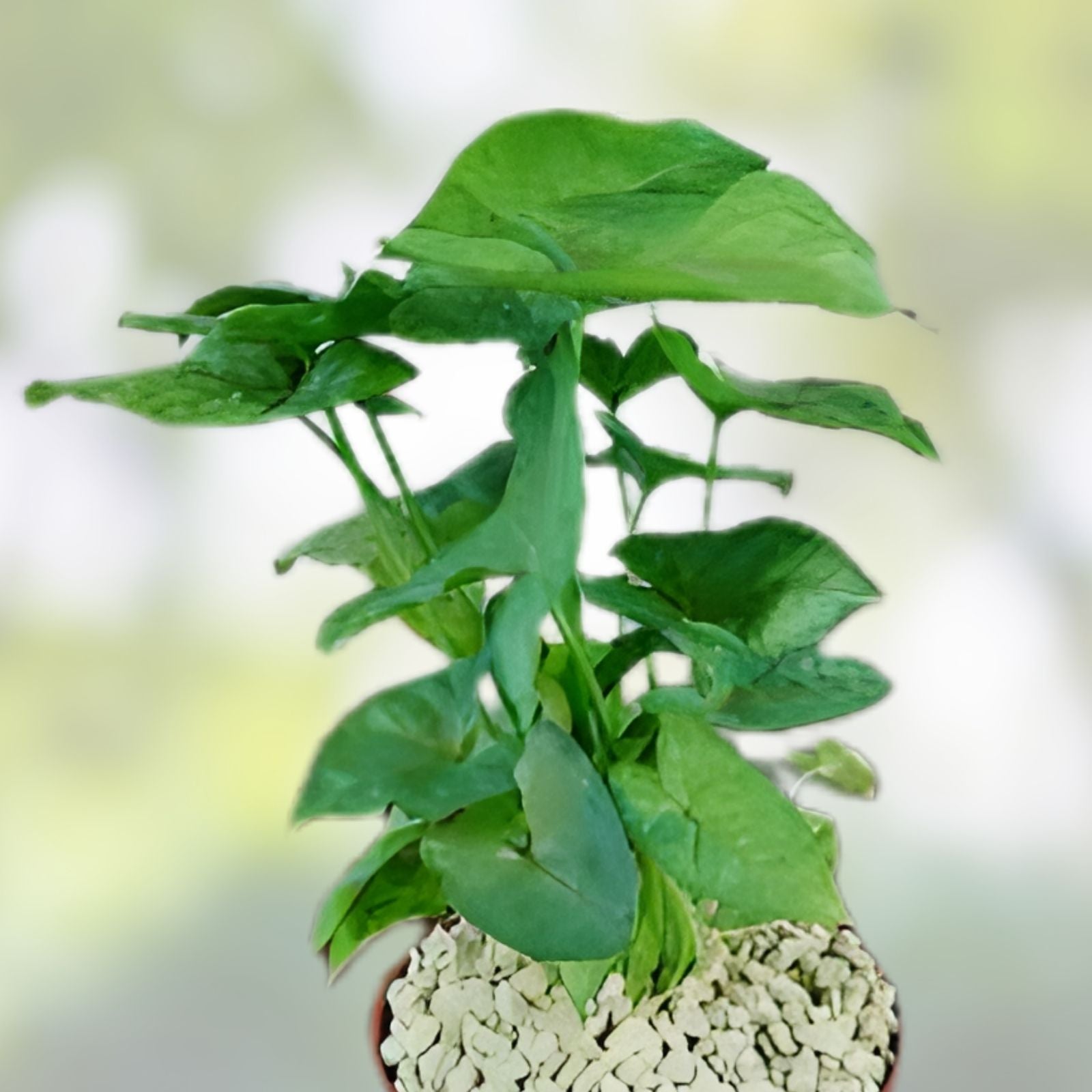 Syngonium Berry Allusion Cutting Live Rooted Houseplant Indoor Easy to Grow Tropical Plant