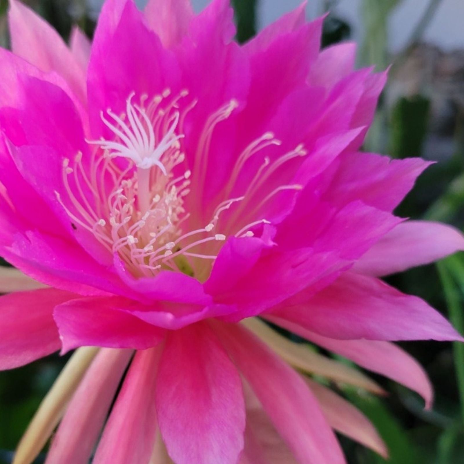 Castle Starburst Epiphyllum Succulent Cuttings 8-10 inches Live Plant Propagation Starter Houseplant