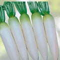 White Lady Radish Seeds 100 Count – Non-GMO Raphanus sativus for Vegetable Garden, Starter Plant, Home Gardening