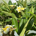 Yellow Plumeria Starter Cutting, Triple Head, Live Plant, Fragrant Houseplant, Plumeria spp.