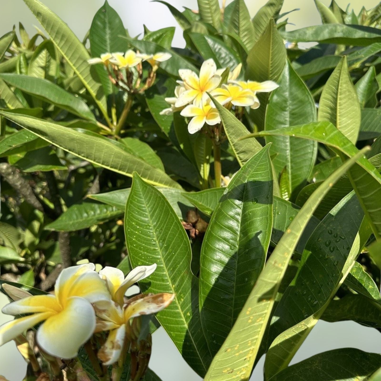 Yellow Plumeria Starter Cutting, Triple Head, Live Plant, Fragrant Houseplant, Plumeria spp.