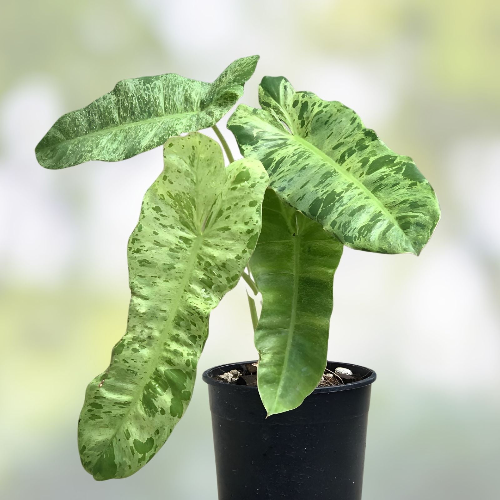 Philodendron Paraiso Verde Micans Scindapsus Variegated Indoor Plant Cuttings Starter Live Aroid Collection