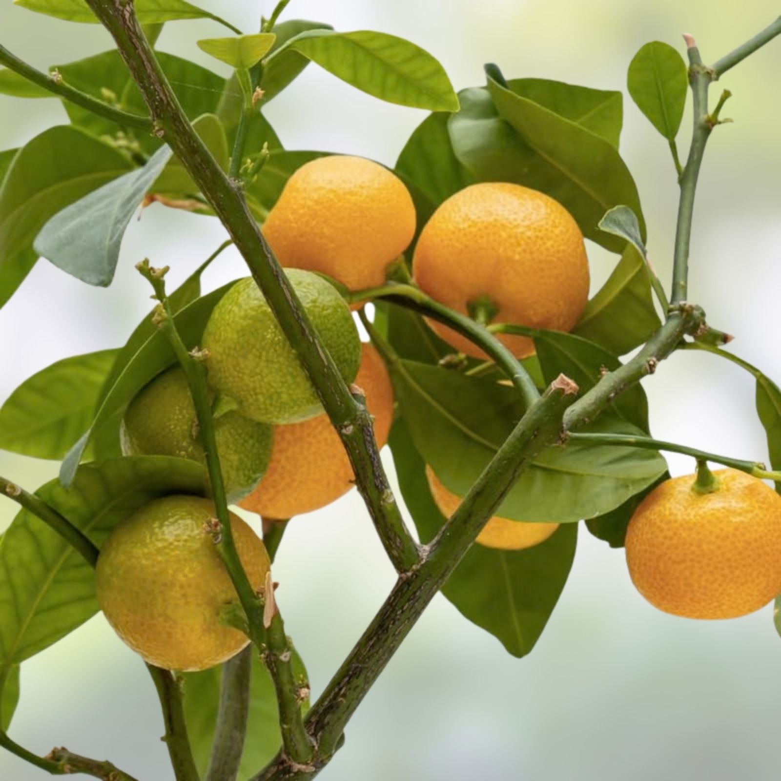 Calamansi Live Plant in Pot – Asian Calamansi, Calamondin Citrus × microcarpa, Fruit-Bearing Citrus Plant for Indoor & Outdoor Growing