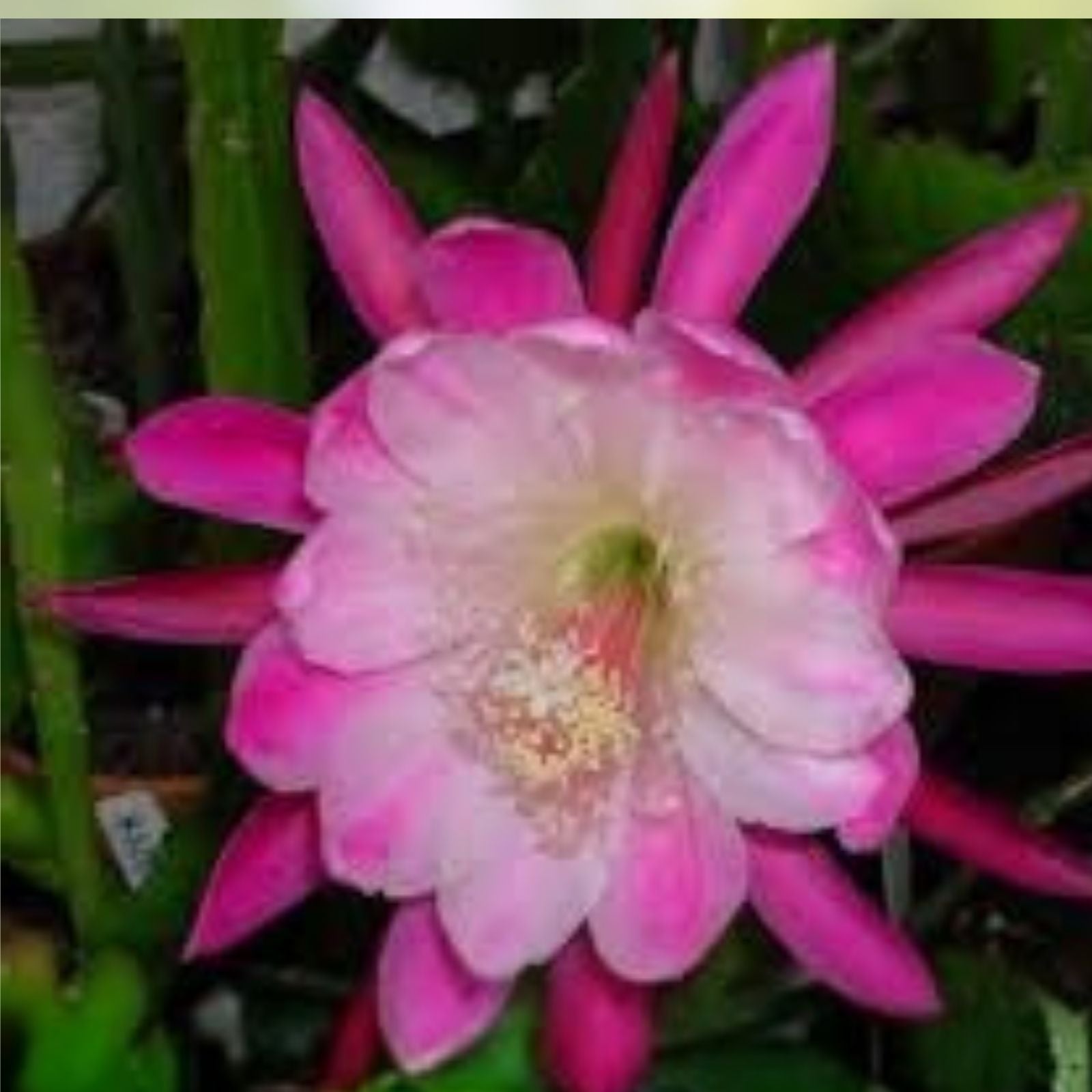 Epiphyllum Pierette Orchid Cactus Cutting Rare Houseplant Succulent Indoor Garden Live Plant
