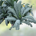 Black of Tuscany Kale Seeds Organic Heirloom Italian Brassica oleracea var. sabellica Live Plant Cutting Starter Plant