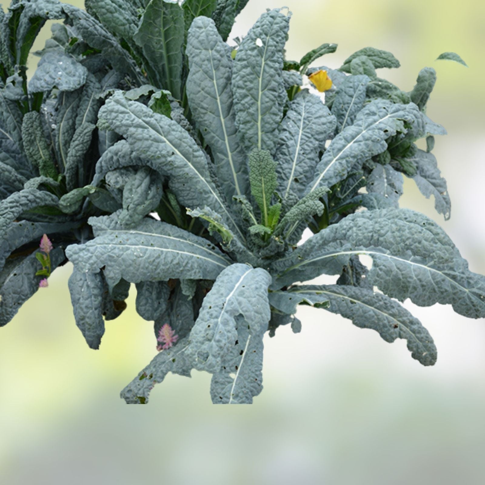 Black of Tuscany Kale Seeds Organic Heirloom Italian Brassica oleracea var. sabellica Live Plant Cutting Starter Plant