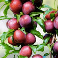 Japanese Red & Yellow Plum Cuttings Prunus salicina Edible Fruit Landscaping Live Plant Starter