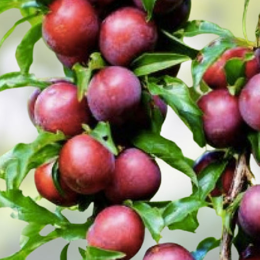 Japanese Red & Yellow Plum Cuttings Prunus salicina Edible Fruit Landscaping Live Plant Starter