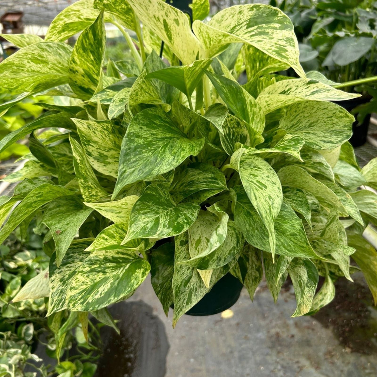 Pothos Cuttings 6-Pack Marble Queen Lemon Neon Jade Green Epipremnum aureum Houseplant Varieties