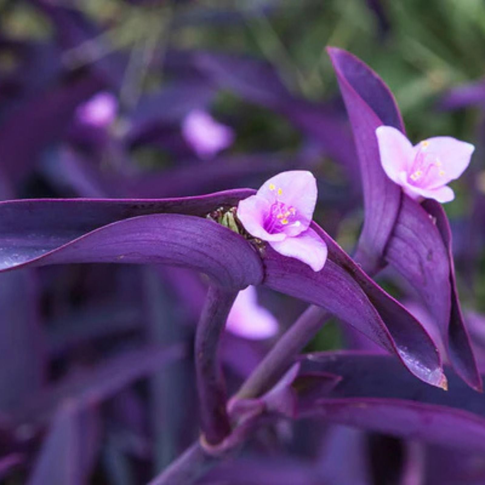 Large Purple Heart Tradescantia Pallida Cuttings – 5 Live Perennial Plant Cuttings for Indoor and Outdoor Gardening