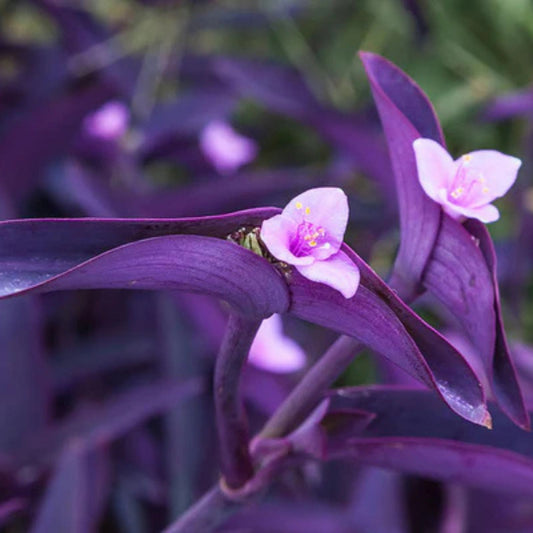 Large Purple Heart Tradescantia Pallida Cuttings – 5 Live Perennial Plant Cuttings for Indoor and Outdoor Gardening