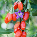 Goji Berry Cuttings Lycium barbarum Live Plant Clippings Lot of 20 for Gardening Propagation