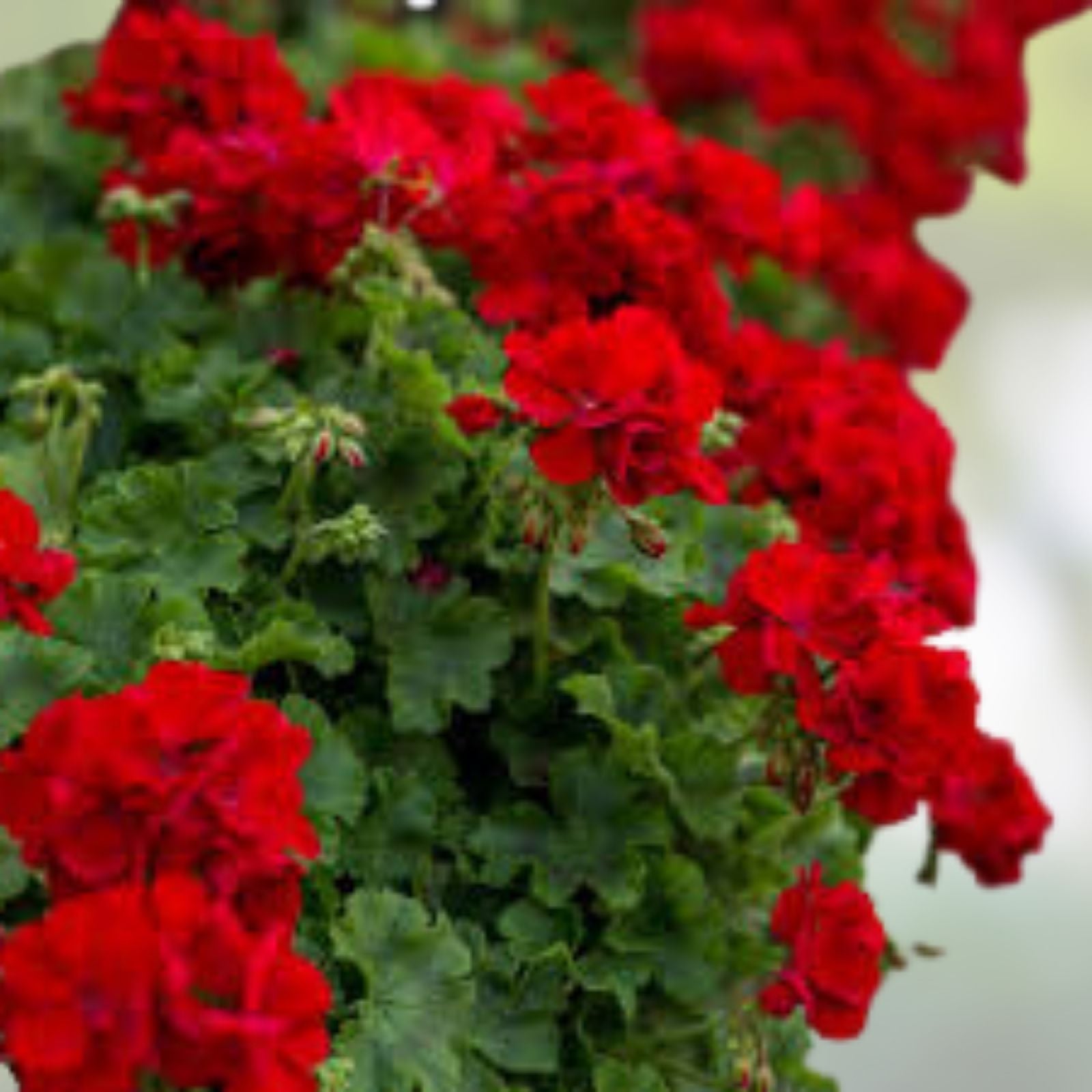 Live Plant Cuttings 3 Pack Rose Red Citronella Peltatum Ivy Geranium Pelargonium Peltatum Houseplant