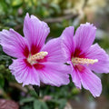Rose of Sharon Plant Cuttings 10-Pack | Hibiscus syriacus | White & Purple | Live Starter Plants | Hardy Zones 5-9